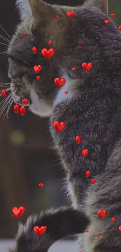 Cute tabby cat with red hearts on wallpaper