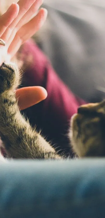 Woman's hand gently touching cat paw.