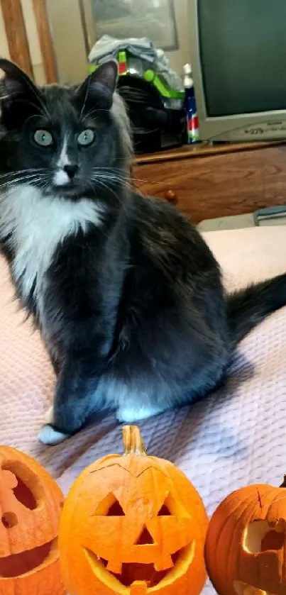 Black and white cat with pumpkins on a purple bed.