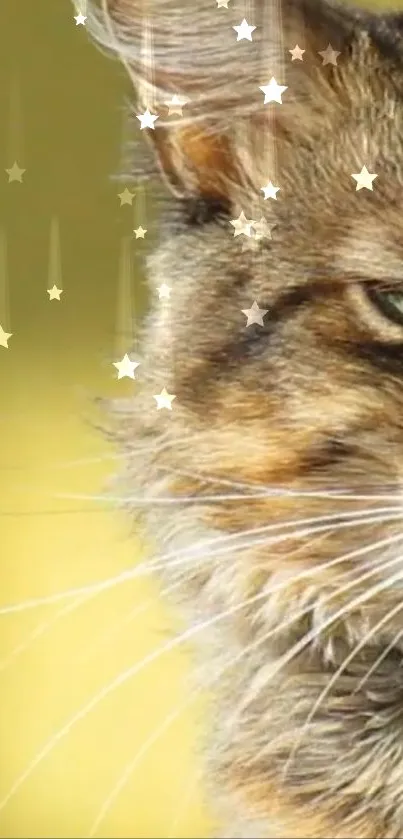 Close-up of a cat with stars on a golden background.