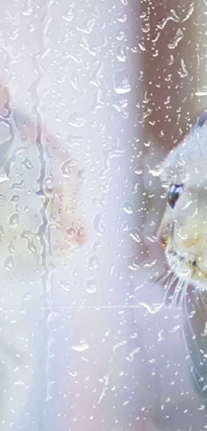 Cat looking through a rainy window with reflections.