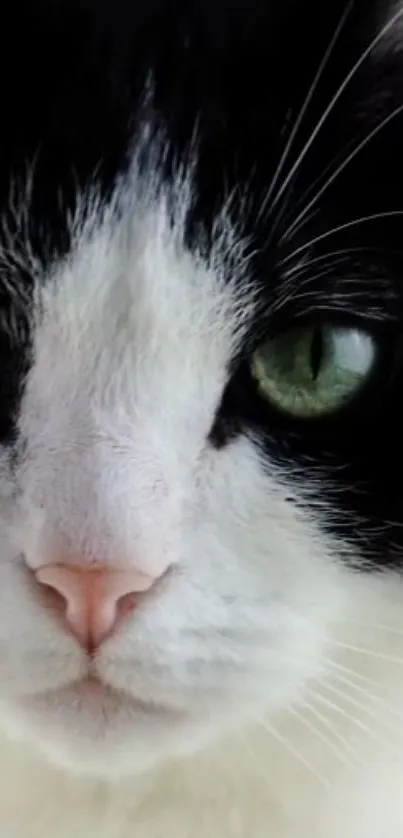 Black and white cat close-up with green eyes, perfect for mobile wallpaper.