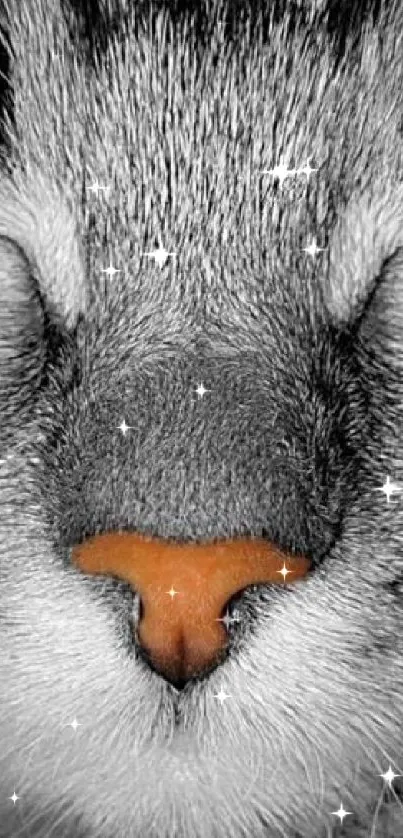 Close-up of a cat’s face in black and white with an orange nose.