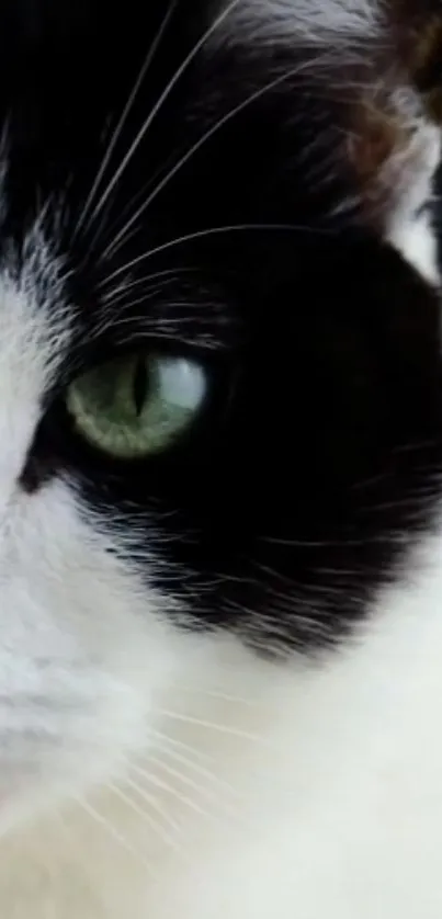 Close-up of a cat's face with green eyes, black and white fur.