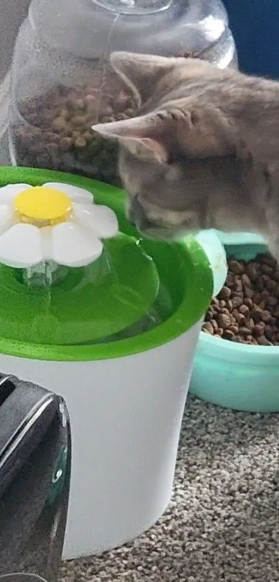 Cat drinks from a flower-shaped water fountain.