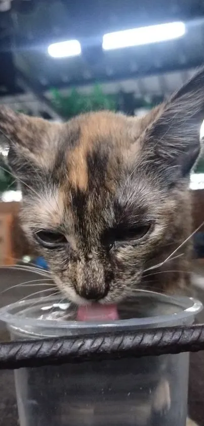 Adorable cat drinking water from a plastic cup.