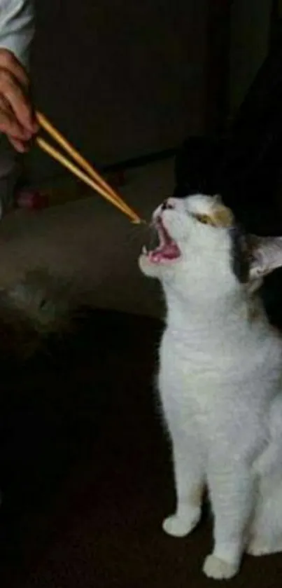 Cute cat eating with chopsticks in dark setting.