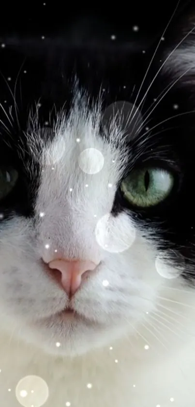 Black and white cat portrait with bokeh effects, featuring green eyes.