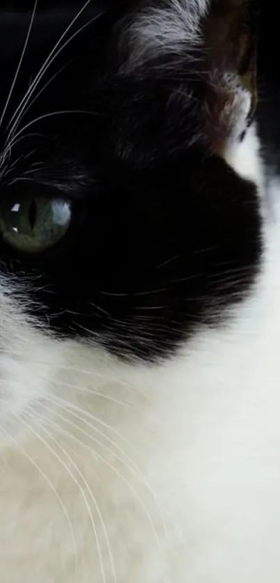 Cat Felidae Carnivore Live Wallpaper