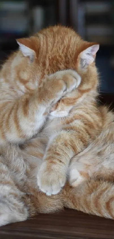 Cat Felidae Carnivore Live Wallpaper