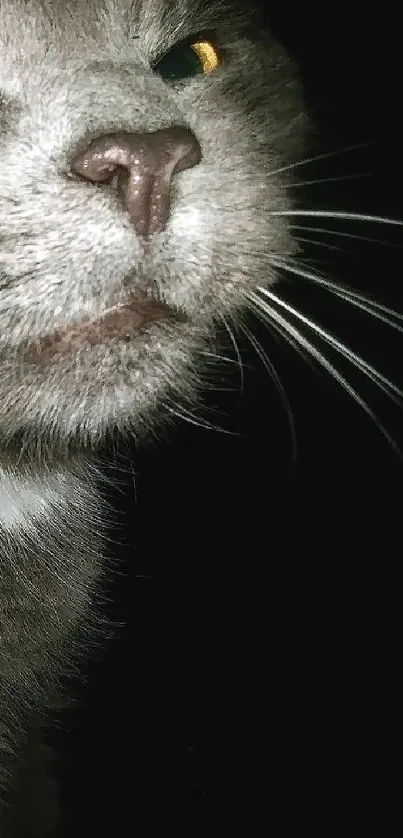 hfjdd Live Wallpaper