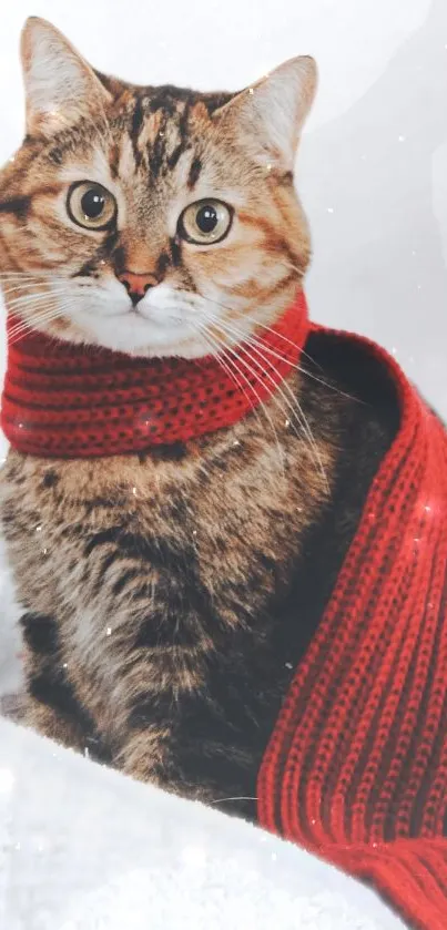 knight cat Live Wallpaper