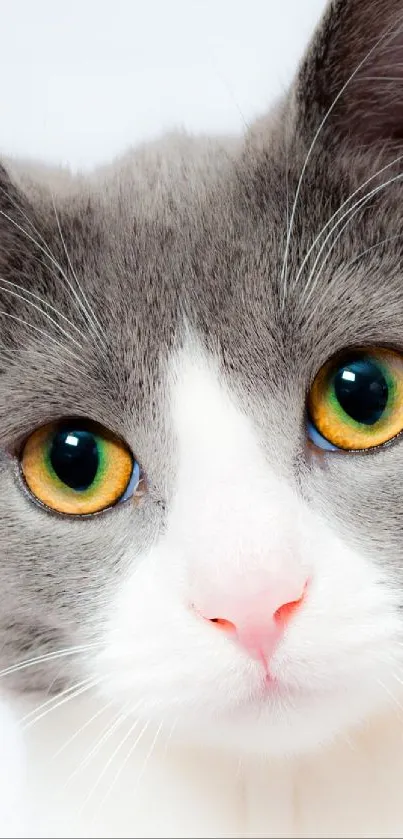 Smooching prrrrrrr Live Wallpaper