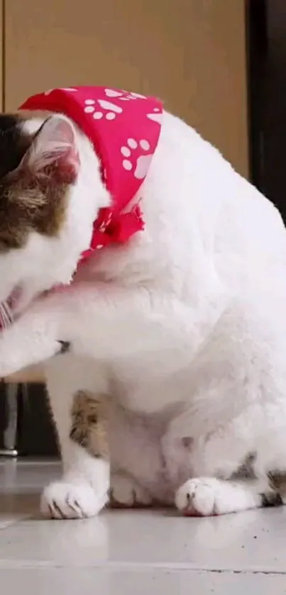 Cat in red bandana grooming itself on the floor.