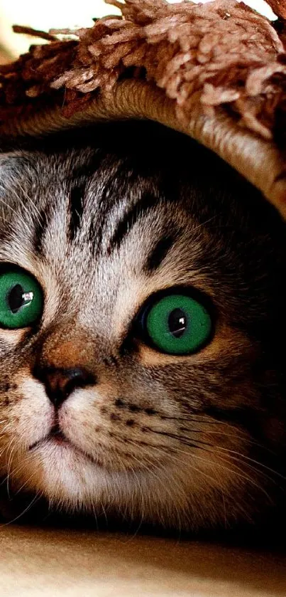 Cat Hat Felidae Live Wallpaper