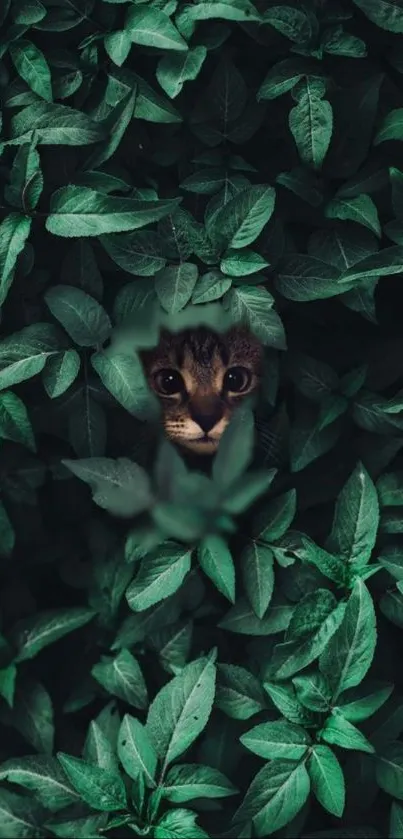 Curious cat peeks through lush green leaves in mobile wallpaper.