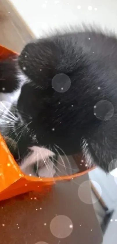 Black and white kitten in an orange box on a wooden surface.