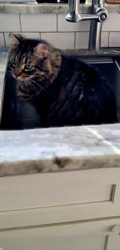 Cat sitting in a kitchen sink with granite countertop.