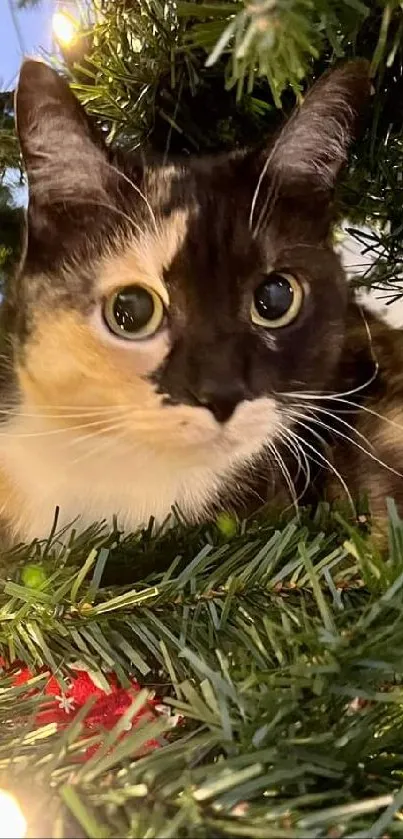 Curious cat nestled in Christmas tree among twinkling lights.