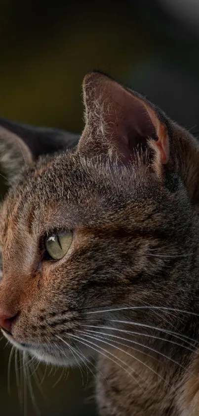 Close-up of a cat with green eyes and whiskers visible, perfect for mobile wallpaper.