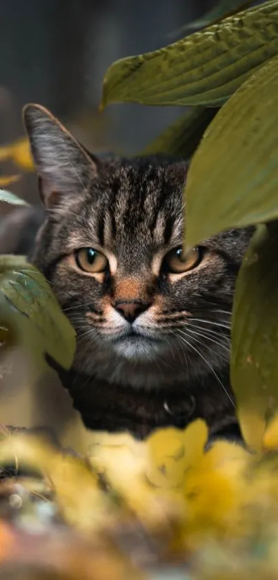 A tabby cat peeks through green leaves in a natural setting.