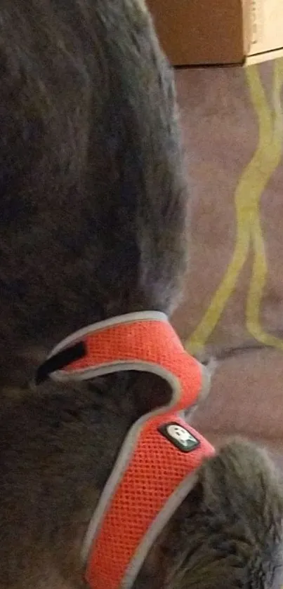 Gray cat wearing orange vest on bed.