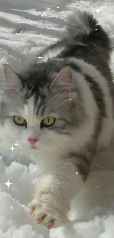 Fluffy cat walking through snowy landscape.