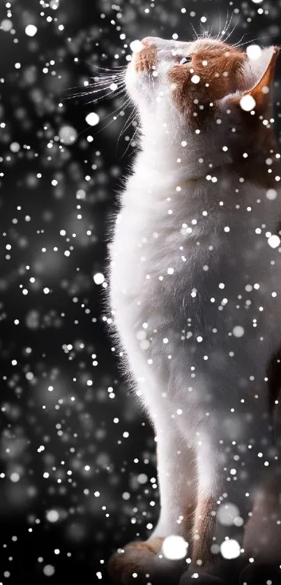 A cat gazes up during a snowy night with a dark, elegant background.