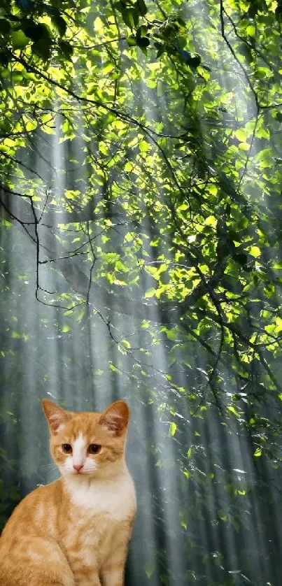 Orange cat in a sunlit forest landscape wallpaper.