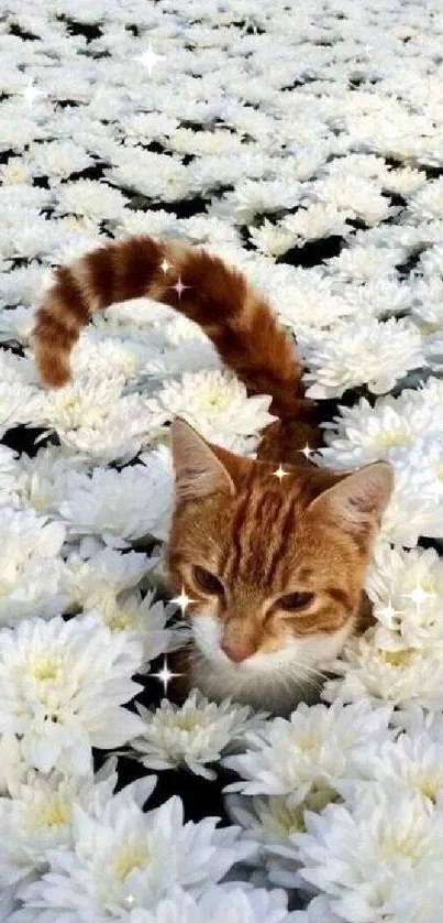 A cat nestled in a field of white daisies, creating a serene and charming wallpaper.