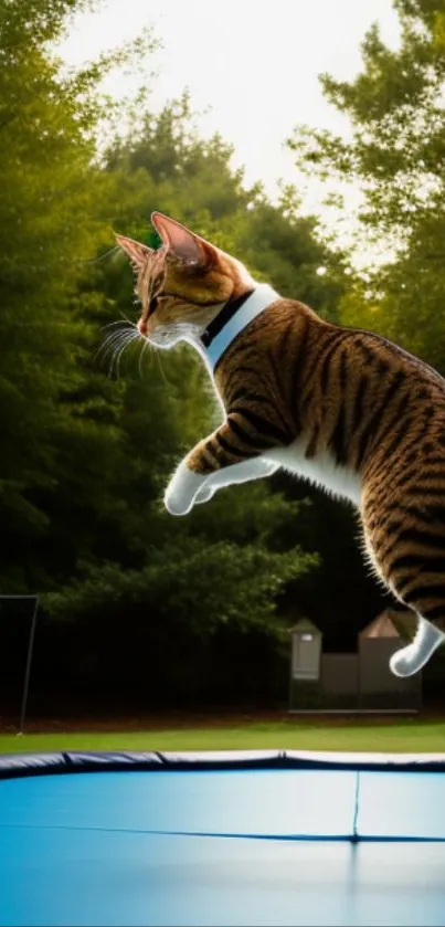 Cat jumping mid-air on a trampoline outdoors.