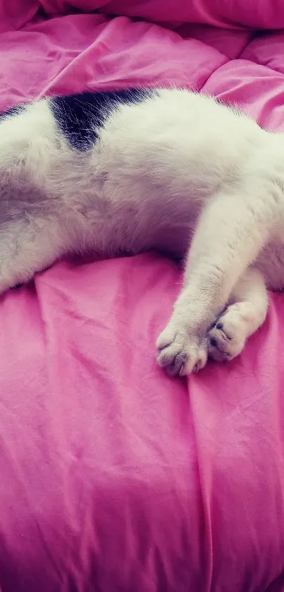 Cat lounging on a vibrant pink blanket.