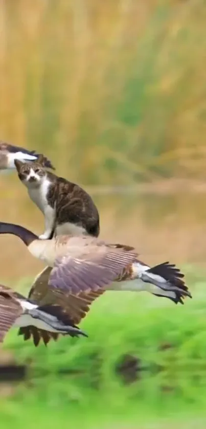 A cat riding on a flying goose with natural scenery in the background.