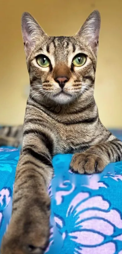 Cat relaxing on a vibrant blue floral bedspread with beige wall background.