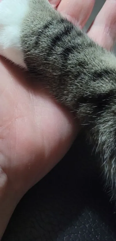 Cat paw gently resting on a human hand, symbolizing trust and connection.