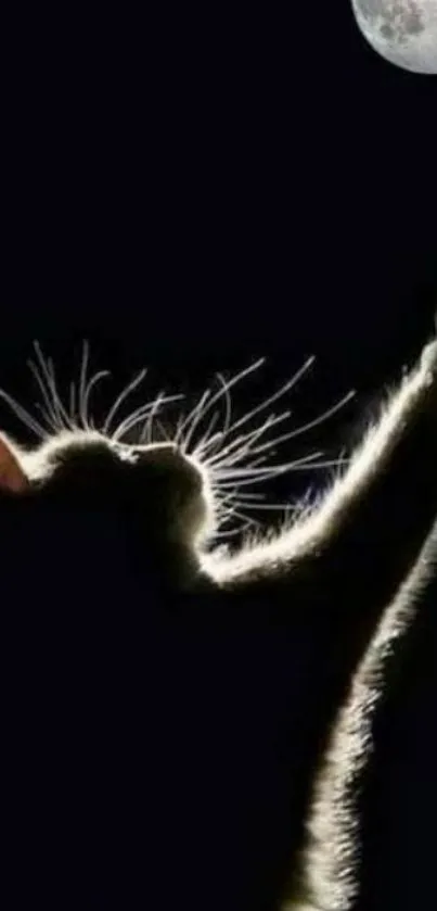 Silhouette of a cat reaching for the moon against a dark night sky.