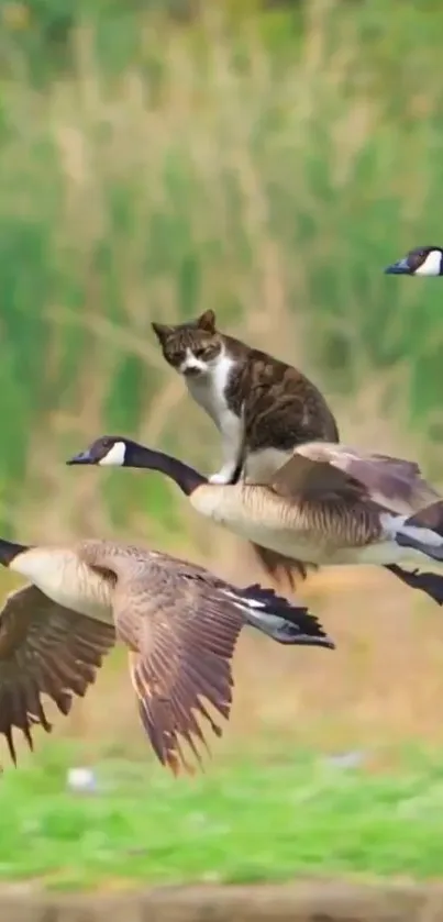 Cat sitting atop flying geese in nature.