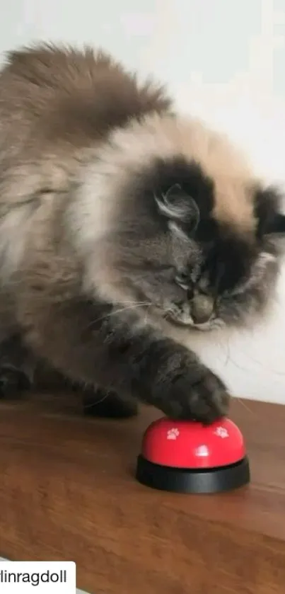 Fluffy cat pressing a red bell, creating a playful scene.