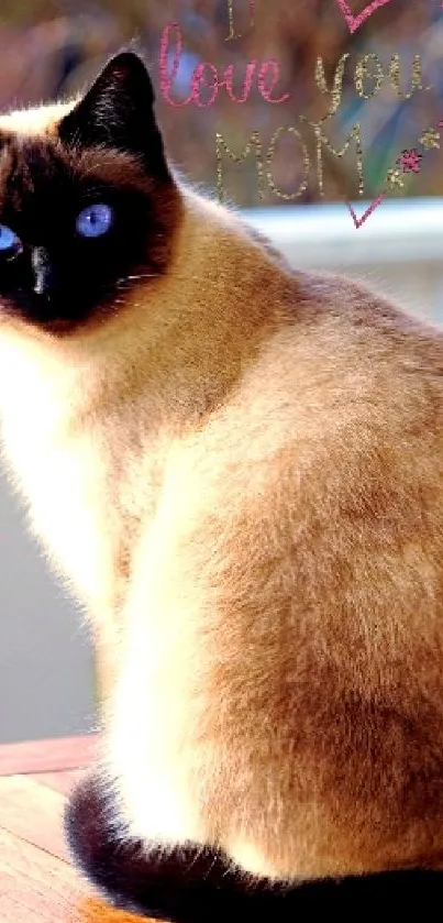 Cat Siamese Light Live Wallpaper