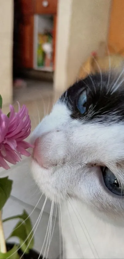 Cat sniffing a pink flower wallpaper for mobile.