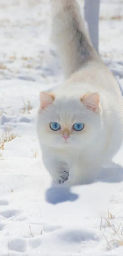 White cat with blue eyes walks on snow.