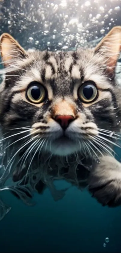 Cat swimming underwater with curious expression, vibrant and playful.