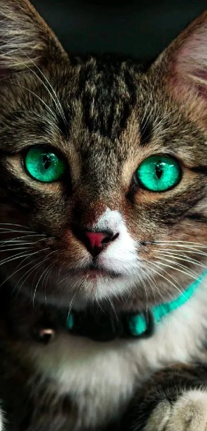 Cat with turquoise collar and bright green eyes mobile wallpaper.