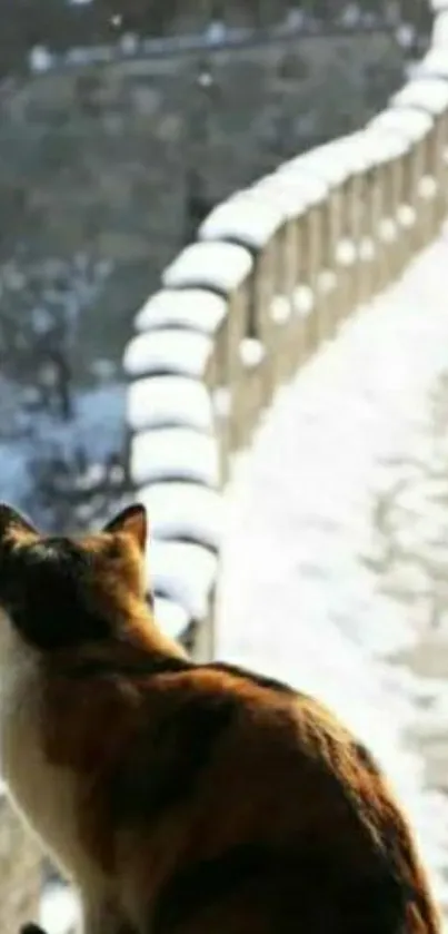 Cat sitting, looking at a snowy stone wall.