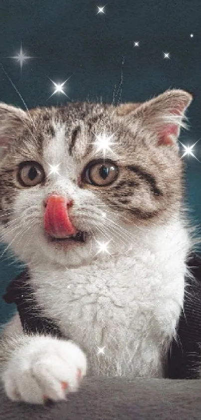 Cat Window Felidae Live Wallpaper