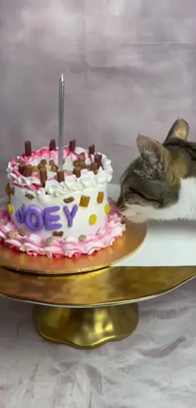 Cat sniffing a decorated birthday cake with sprinkles and candle.