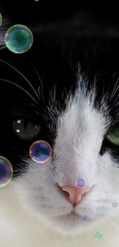 Black and white cat with colorful bubbles wallpaper.