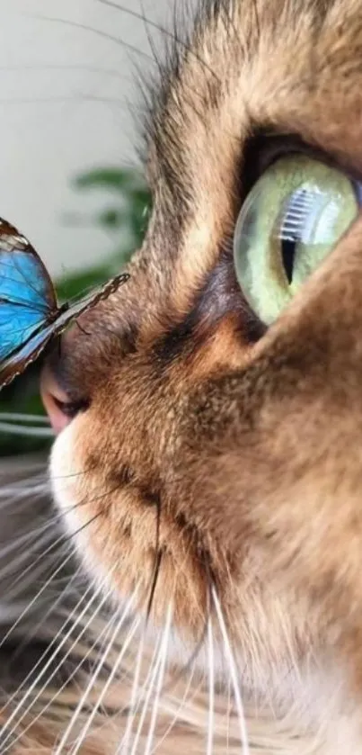 Close-up of a cat's face with a butterfly on its nose.