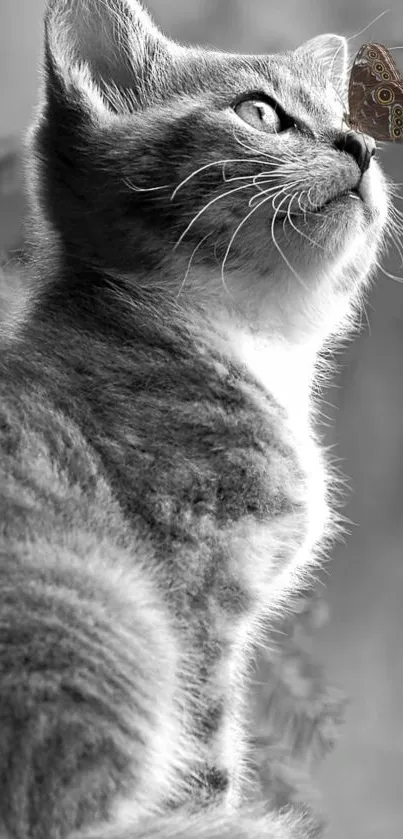 Gray cat gazing at a butterfly on a serene background.