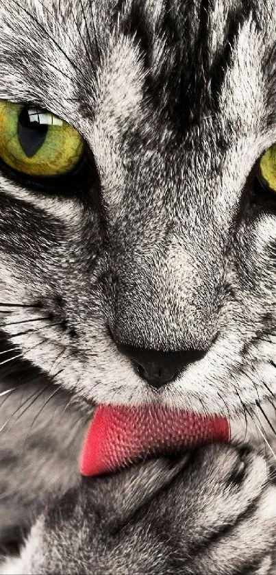 Close-up of a cat with green eyes licking its paw.